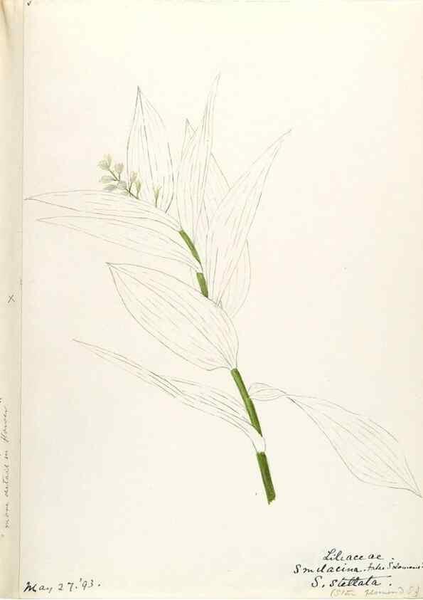 Reproducción/Reproduction 48787781236: [Water-color sketches of plants of North America and Europe]. . 
