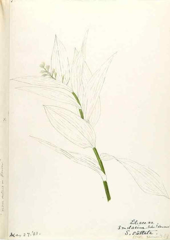 Reproducción/Reproduction 48787781236: [Water-color sketches of plants of North America and Europe]. . 