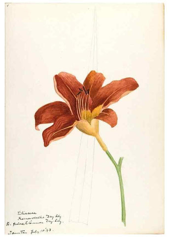 Reproducción/Reproduction 48787776336: [Water-color sketches of plants of North America and Europe]. . 