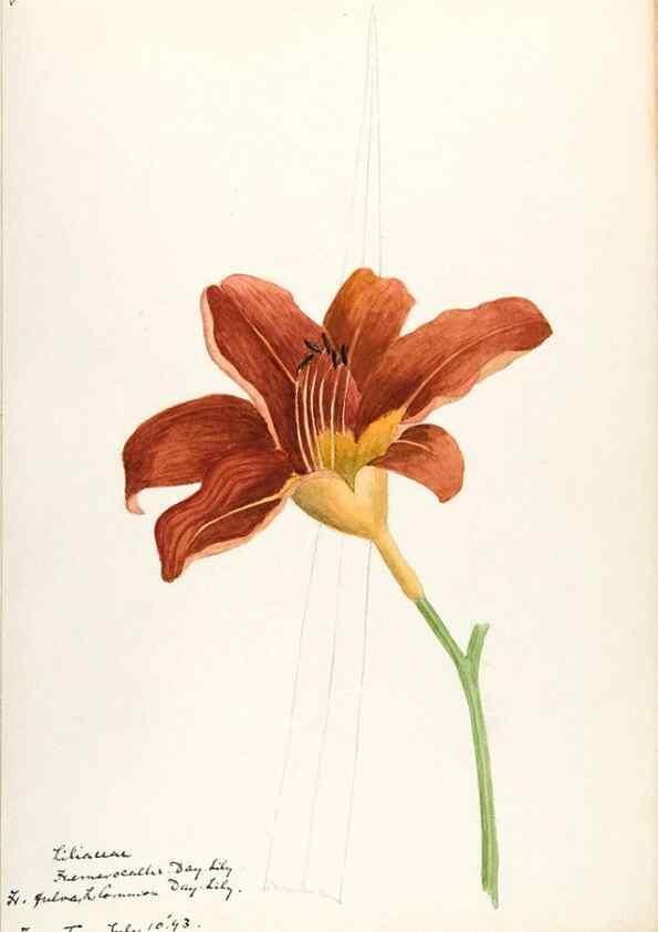 Reproducción/Reproduction 48787776336: [Water-color sketches of plants of North America and Europe]. . 