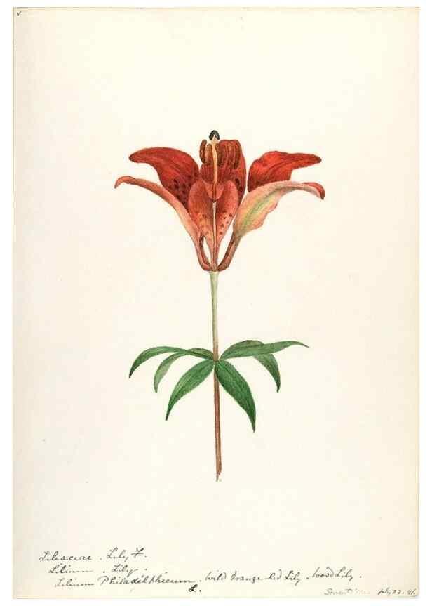 Reproducción/Reproduction 48787415663: [Water-color sketches of plants of North America and Europe]. . 