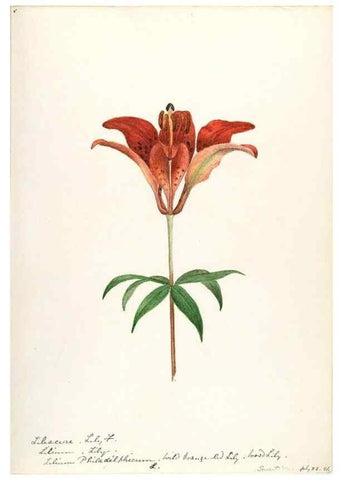 Reproducción/Reproduction 48787415663: [Water-color sketches of plants of North America and Europe]. . 