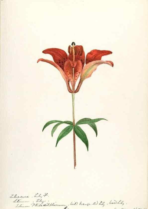 Reproducción/Reproduction 48787415663: [Water-color sketches of plants of North America and Europe]. . 
