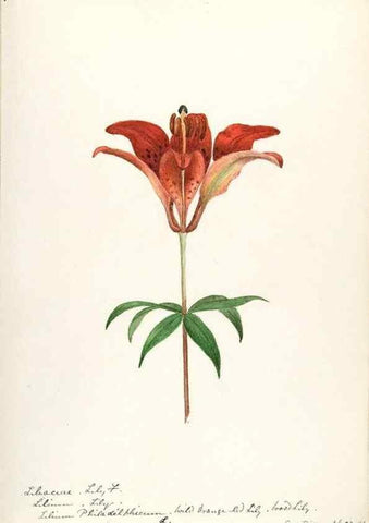 Reproducción/Reproduction 48787415663: [Water-color sketches of plants of North America and Europe]. . 