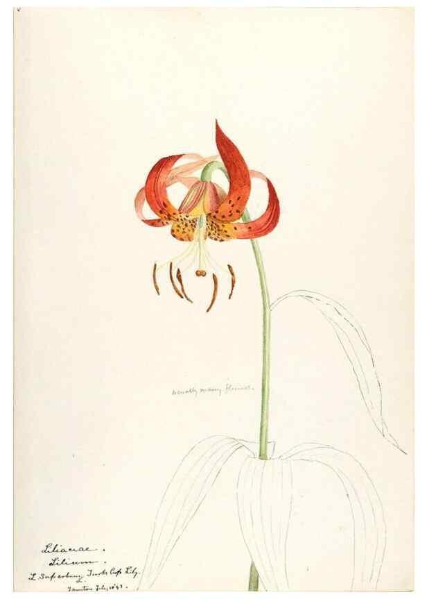 Reproducción/Reproduction 48787776856: [Water-color sketches of plants of North America and Europe]. . 