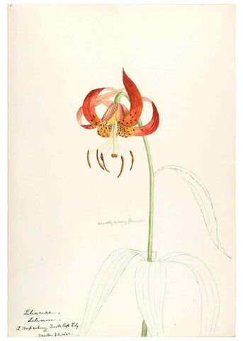 Reproducción/Reproduction 48787776856: [Water-color sketches of plants of North America and Europe]. . 