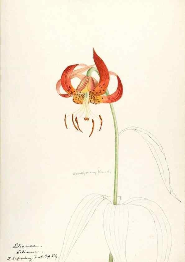 Reproducción/Reproduction 48787776856: [Water-color sketches of plants of North America and Europe]. . 