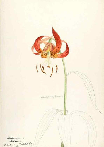 Reproducción/Reproduction 48787776856: [Water-color sketches of plants of North America and Europe]. . 