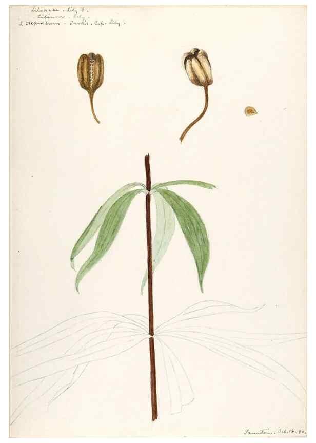 Reproducción/Reproduction 48787416443: [Water-color sketches of plants of North America and Europe]. . 