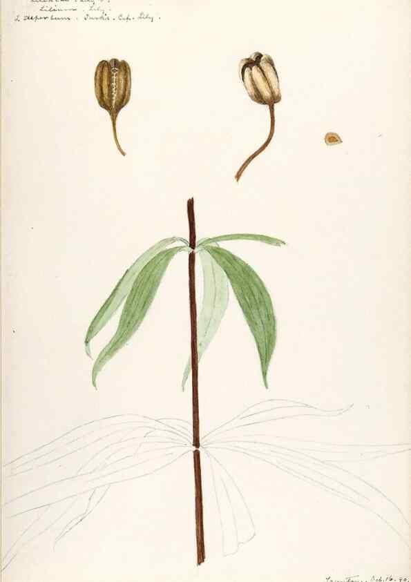 Reproducción/Reproduction 48787416443: [Water-color sketches of plants of North America and Europe]. . 