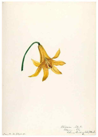 Reproducción/Reproduction 48787927147: [Water-color sketches of plants of North America and Europe]. . 