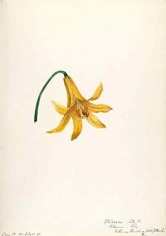 Reproducción/Reproduction 48787927147: [Water-color sketches of plants of North America and Europe]. . 