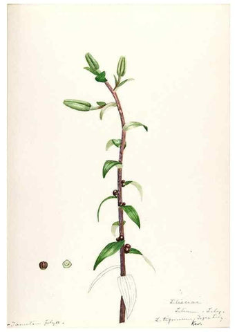 Reproducción/Reproduction 48787927377: [Water-color sketches of plants of North America and Europe]. . 
