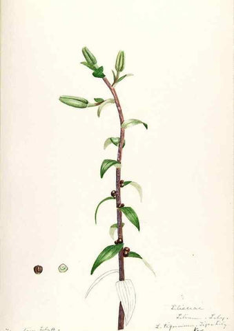 Reproducción/Reproduction 48787927377: [Water-color sketches of plants of North America and Europe]. . 