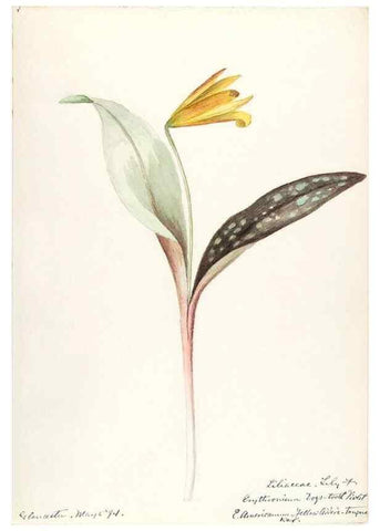 Reproducción/Reproduction 48787927802: [Water-color sketches of plants of North America and Europe]. . 