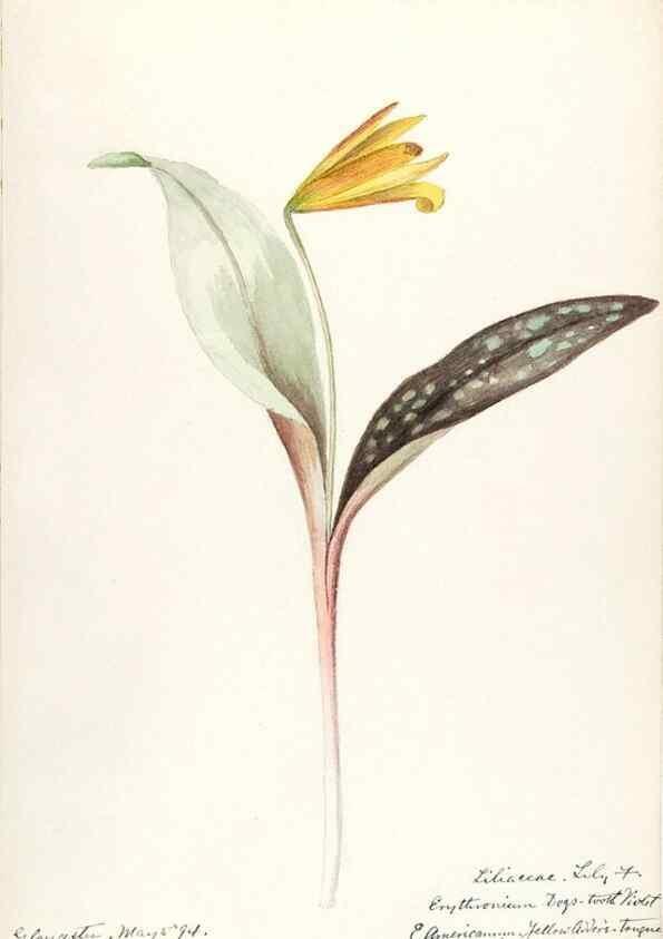 Reproducción/Reproduction 48787927802: [Water-color sketches of plants of North America and Europe]. . 