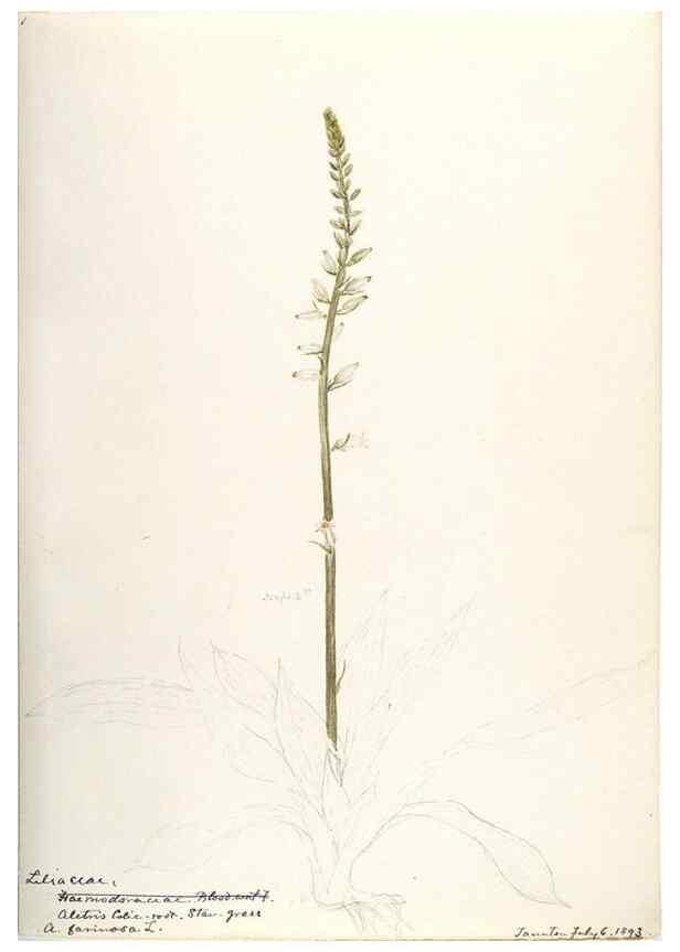 Reproducción/Reproduction 48787426663: [Water-color sketches of plants of North America and Europe]. . 