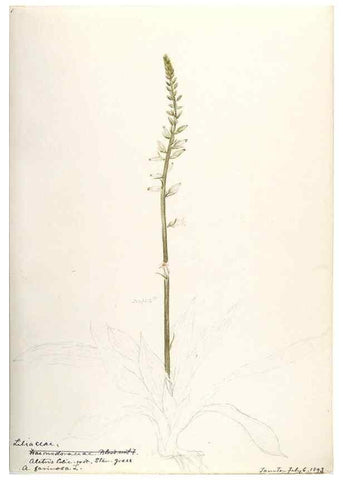 Reproducción/Reproduction 48787426663: [Water-color sketches of plants of North America and Europe]. . 