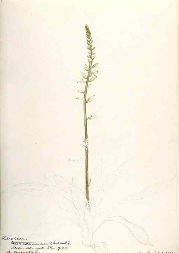 Reproducción/Reproduction 48787426663: [Water-color sketches of plants of North America and Europe]. . 
