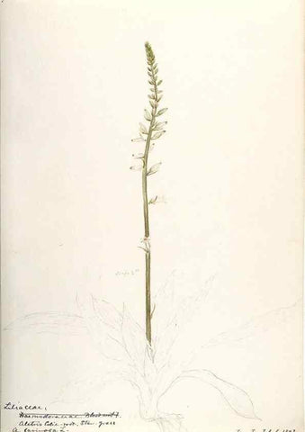 Reproducción/Reproduction 48787426663: [Water-color sketches of plants of North America and Europe]. . 