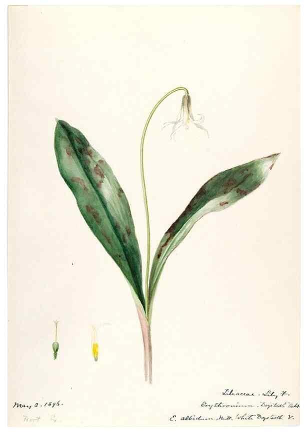 Reproducción/Reproduction 48787417683: [Water-color sketches of plants of North America and Europe]. . 