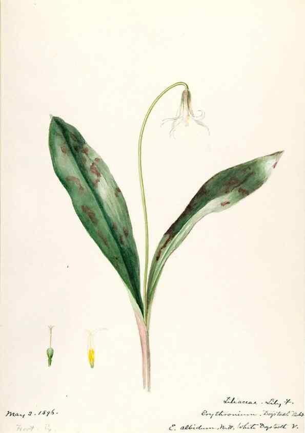 Reproducción/Reproduction 48787417683: [Water-color sketches of plants of North America and Europe]. . 