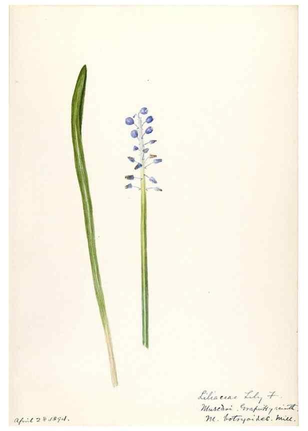 Reproducción/Reproduction 48787418288: [Water-color sketches of plants of North America and Europe]. . 