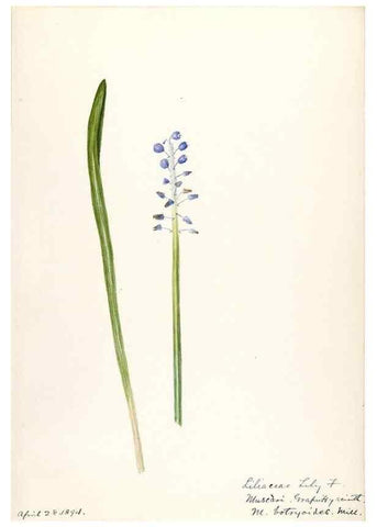 Reproducción/Reproduction 48787418288: [Water-color sketches of plants of North America and Europe]. . 