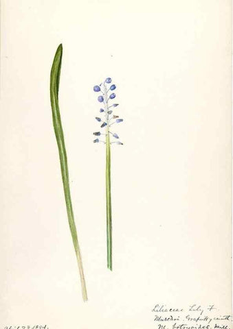Reproducción/Reproduction 48787418288: [Water-color sketches of plants of North America and Europe]. . 