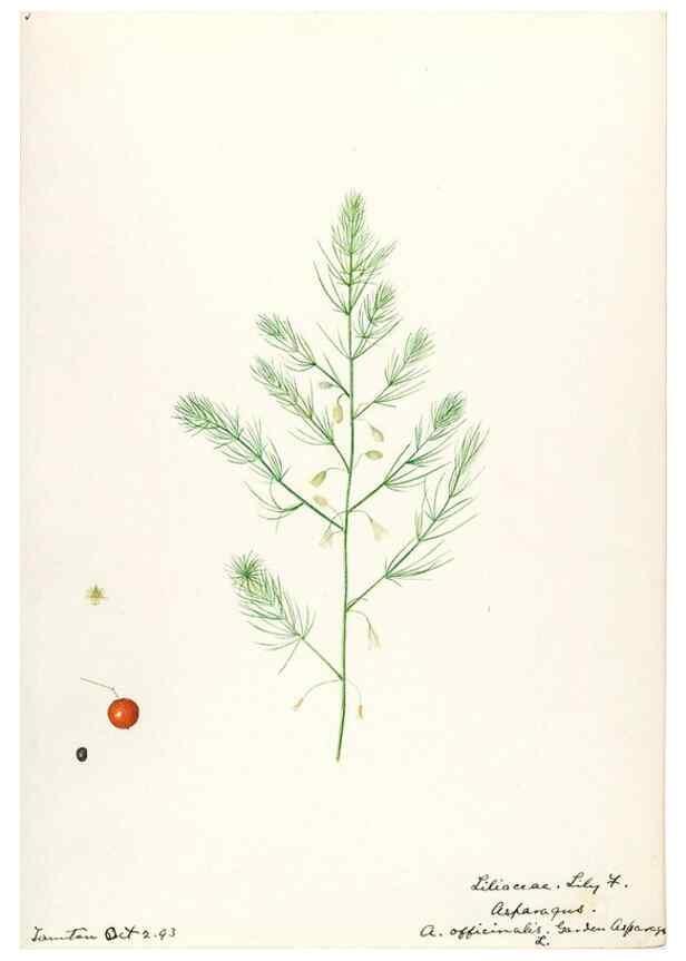 Reproducción/Reproduction 48787418628: [Water-color sketches of plants of North America and Europe]. . 