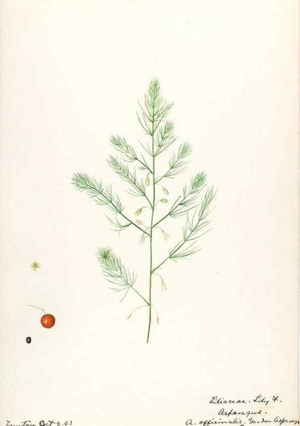 Reproducción/Reproduction 48787418628: [Water-color sketches of plants of North America and Europe]. . 