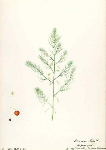 Reproducción/Reproduction 48787418628: [Water-color sketches of plants of North America and Europe]. . 