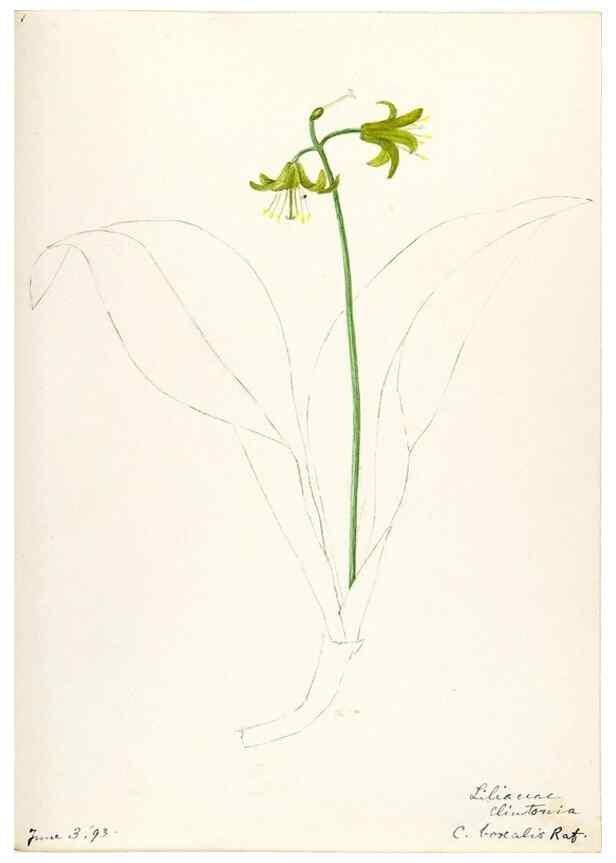 Reproducción/Reproduction 48787418953: [Water-color sketches of plants of North America and Europe]. . 