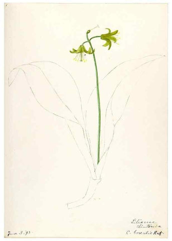 Reproducción/Reproduction 48787418953: [Water-color sketches of plants of North America and Europe]. . 