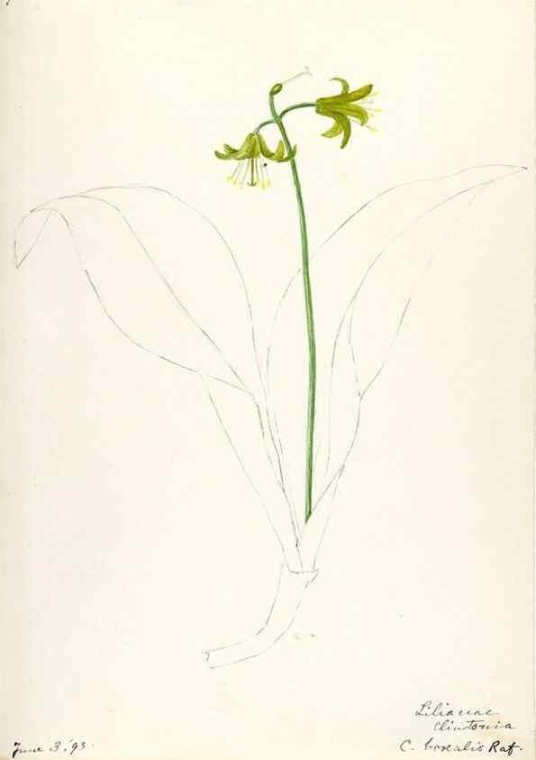 Reproducción/Reproduction 48787418953: [Water-color sketches of plants of North America and Europe]. . 