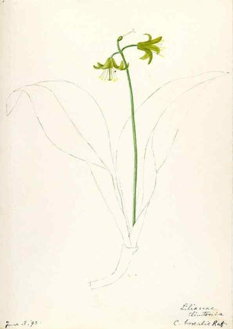 Reproducción/Reproduction 48787418953: [Water-color sketches of plants of North America and Europe]. . 