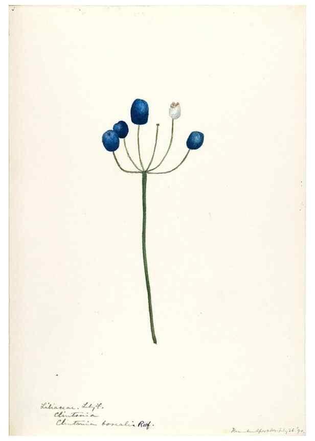 Reproducción/Reproduction 48787419273: [Water-color sketches of plants of North America and Europe]. . 