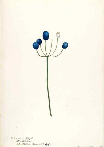 Reproducción/Reproduction 48787419273: [Water-color sketches of plants of North America and Europe]. . 