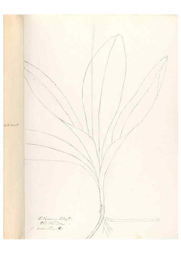 Reproducción/Reproduction 48787929877: [Water-color sketches of plants of North America and Europe]. . 