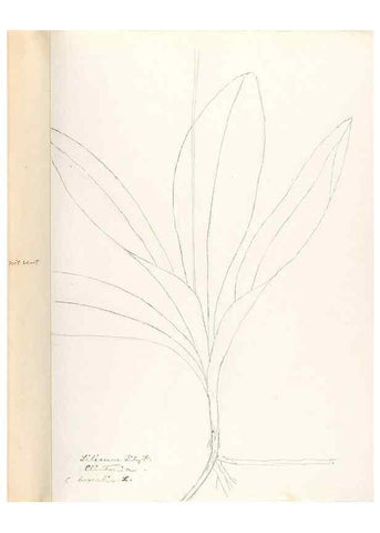 Reproducción/Reproduction 48787929877: [Water-color sketches of plants of North America and Europe]. . 