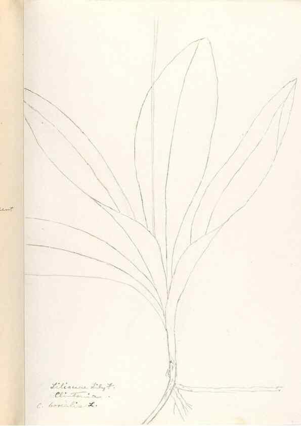 Reproducción/Reproduction 48787929877: [Water-color sketches of plants of North America and Europe]. . 