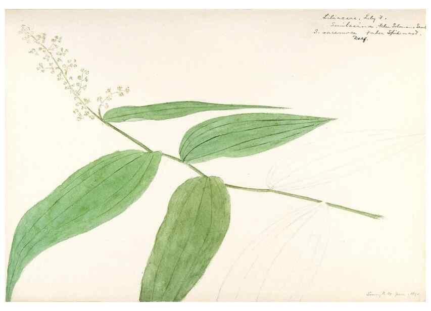 Reproducción/Reproduction 48787780606: [Water-color sketches of plants of North America and Europe]. . 
