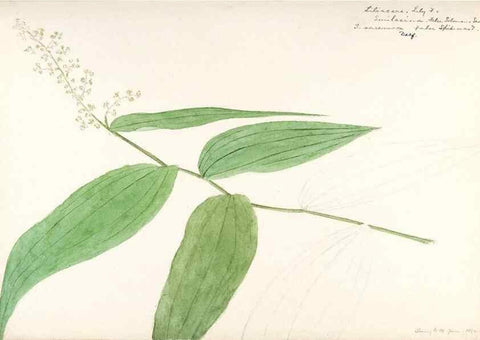 Reproducción/Reproduction 48787780606: [Water-color sketches of plants of North America and Europe]. . 