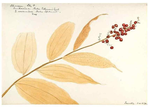 Reproducción/Reproduction 48787930667: [Water-color sketches of plants of North America and Europe]. . 