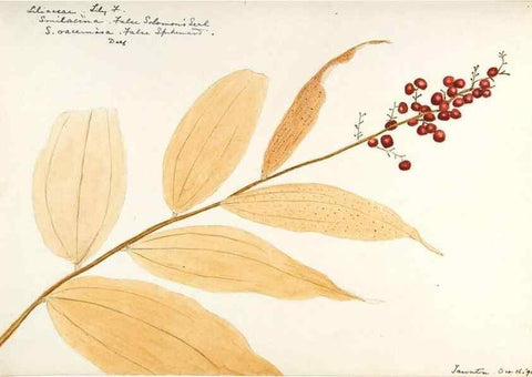 Reproducción/Reproduction 48787930667: [Water-color sketches of plants of North America and Europe]. . 