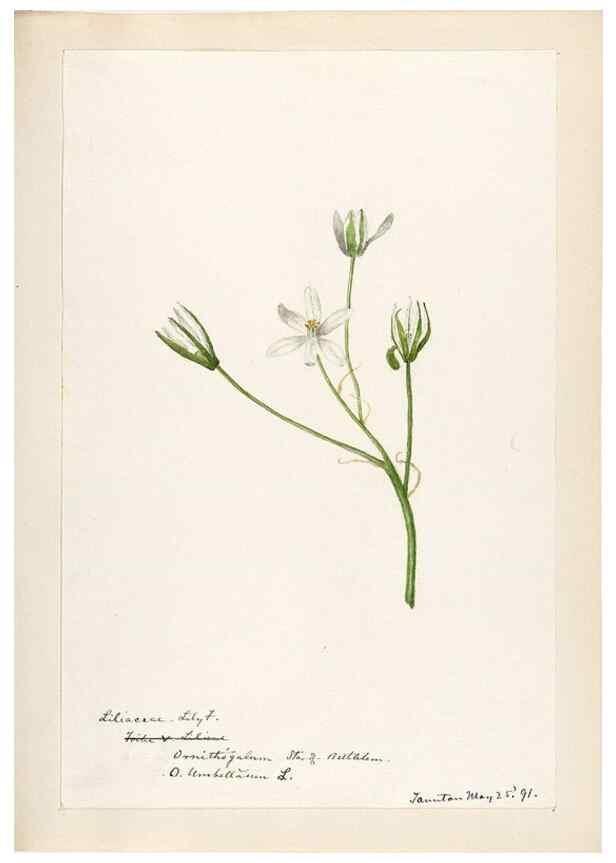 Reproducción/Reproduction 48787928317: [Water-color sketches of plants of North America and Europe]. . 