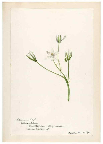 Reproducción/Reproduction 48787928317: [Water-color sketches of plants of North America and Europe]. . 