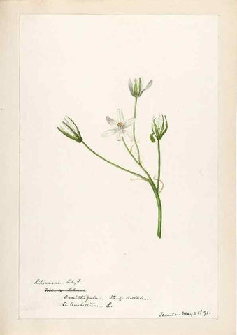 Reproducción/Reproduction 48787928317: [Water-color sketches of plants of North America and Europe]. . 