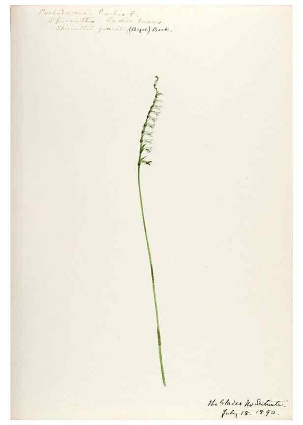 Reproducción/Reproduction 48787820101: [Water-color sketches of plants of North America and Europe]. . 