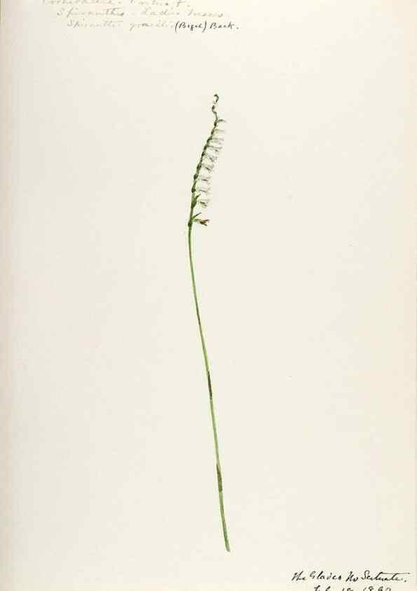 Reproducción/Reproduction 48787820101: [Water-color sketches of plants of North America and Europe]. . 